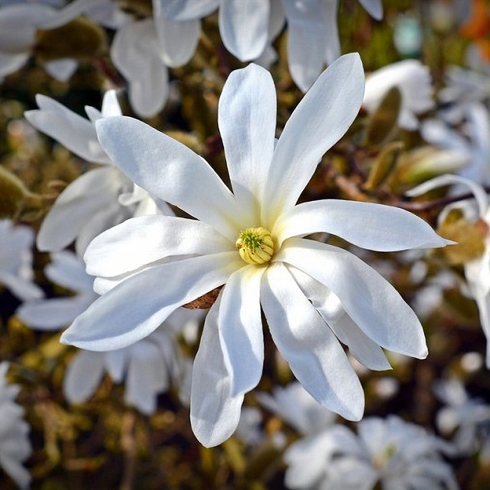 Magnolia Stellata Waterlily