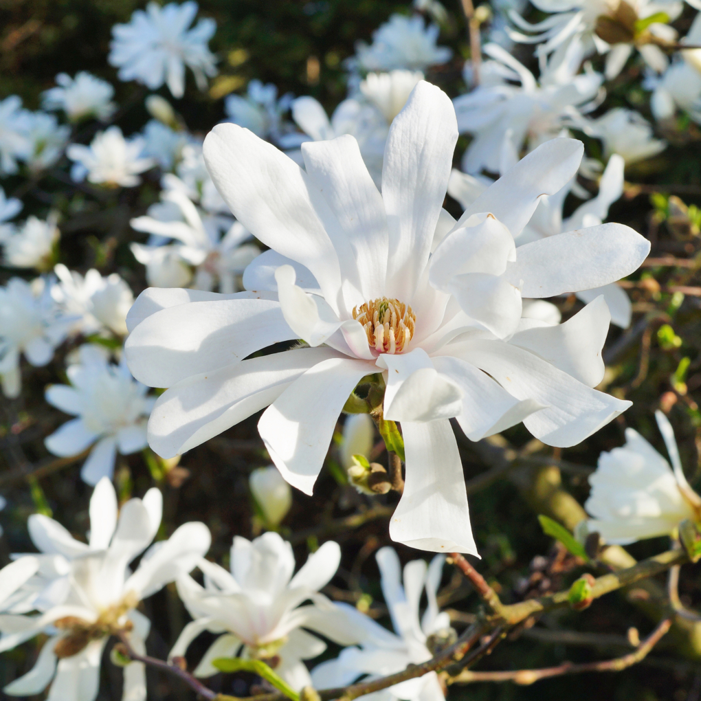 Magnolia Stellata Waterlily - imagine 3