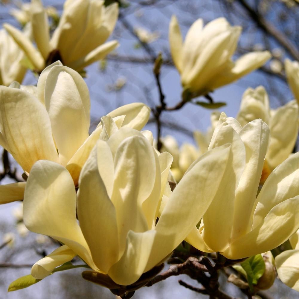 Magnolia Yellow Lantern