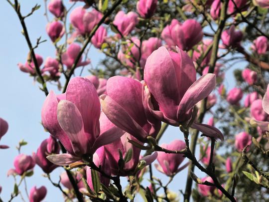 Magnolia Lennei