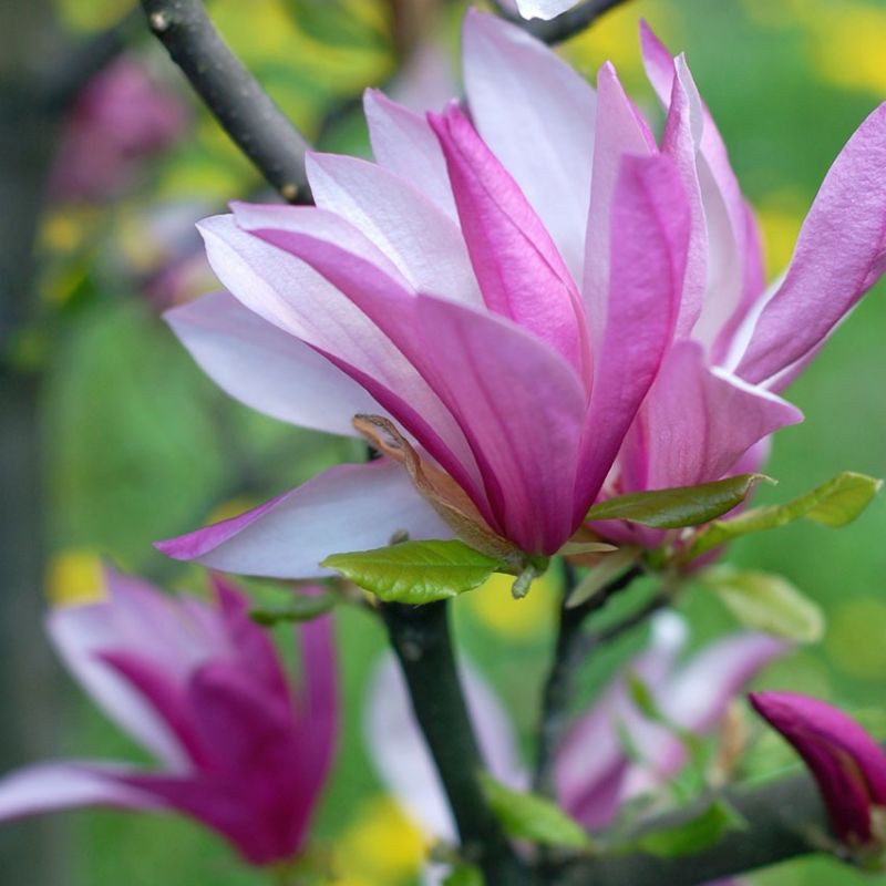 Magnolia George Henry Kern - imagine 3
