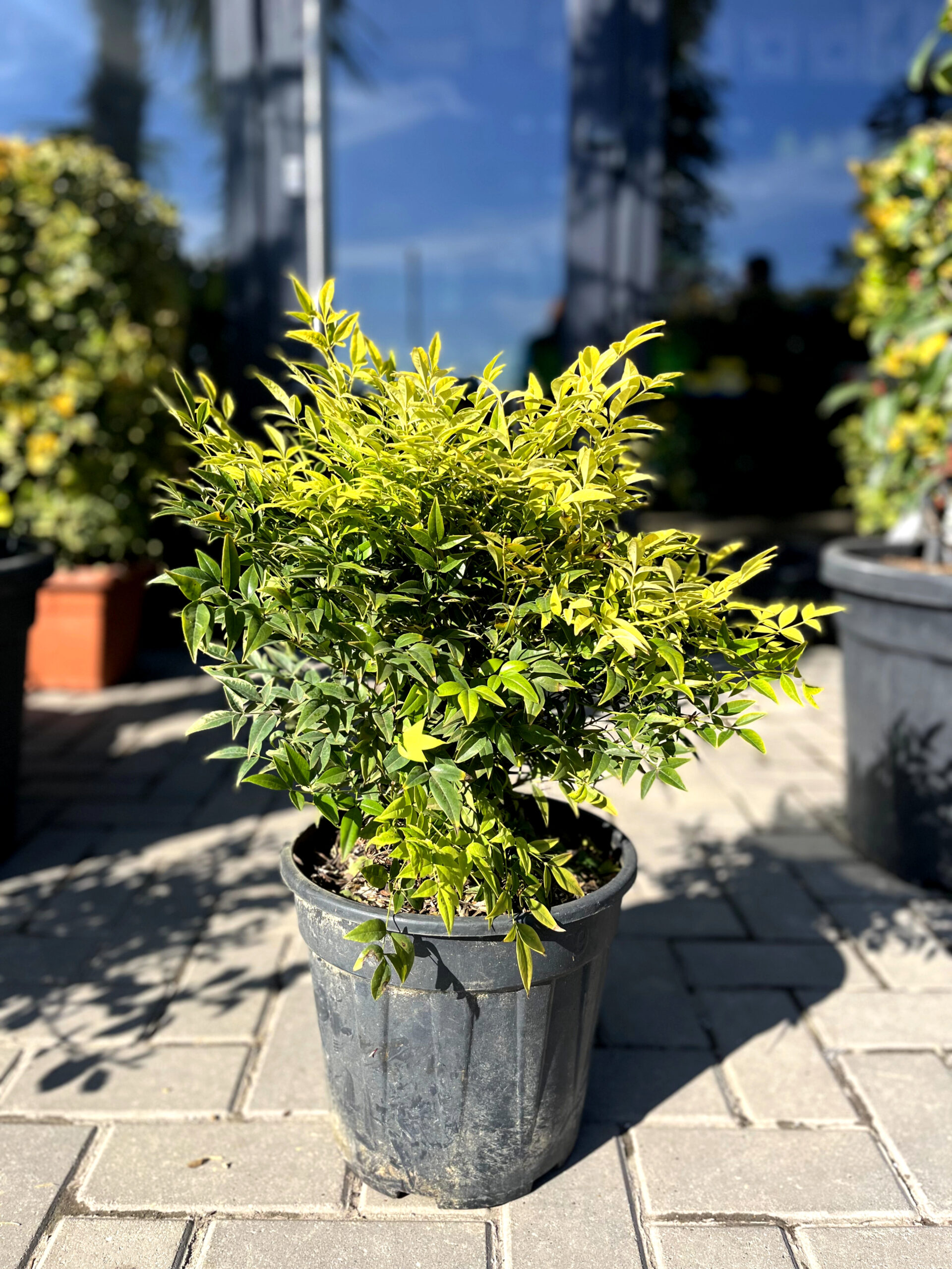 Nandina Domestica