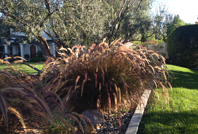 Pennisetum rubrum - imagine 3