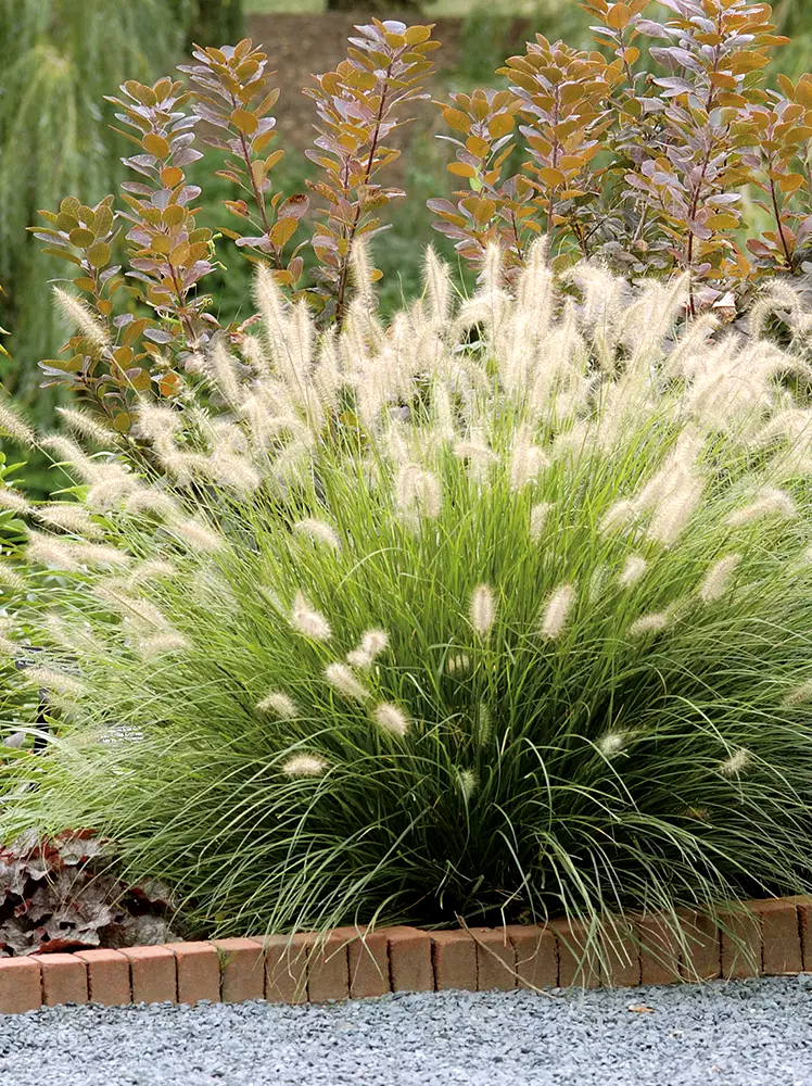 Pennisetum hameln - imagine 3