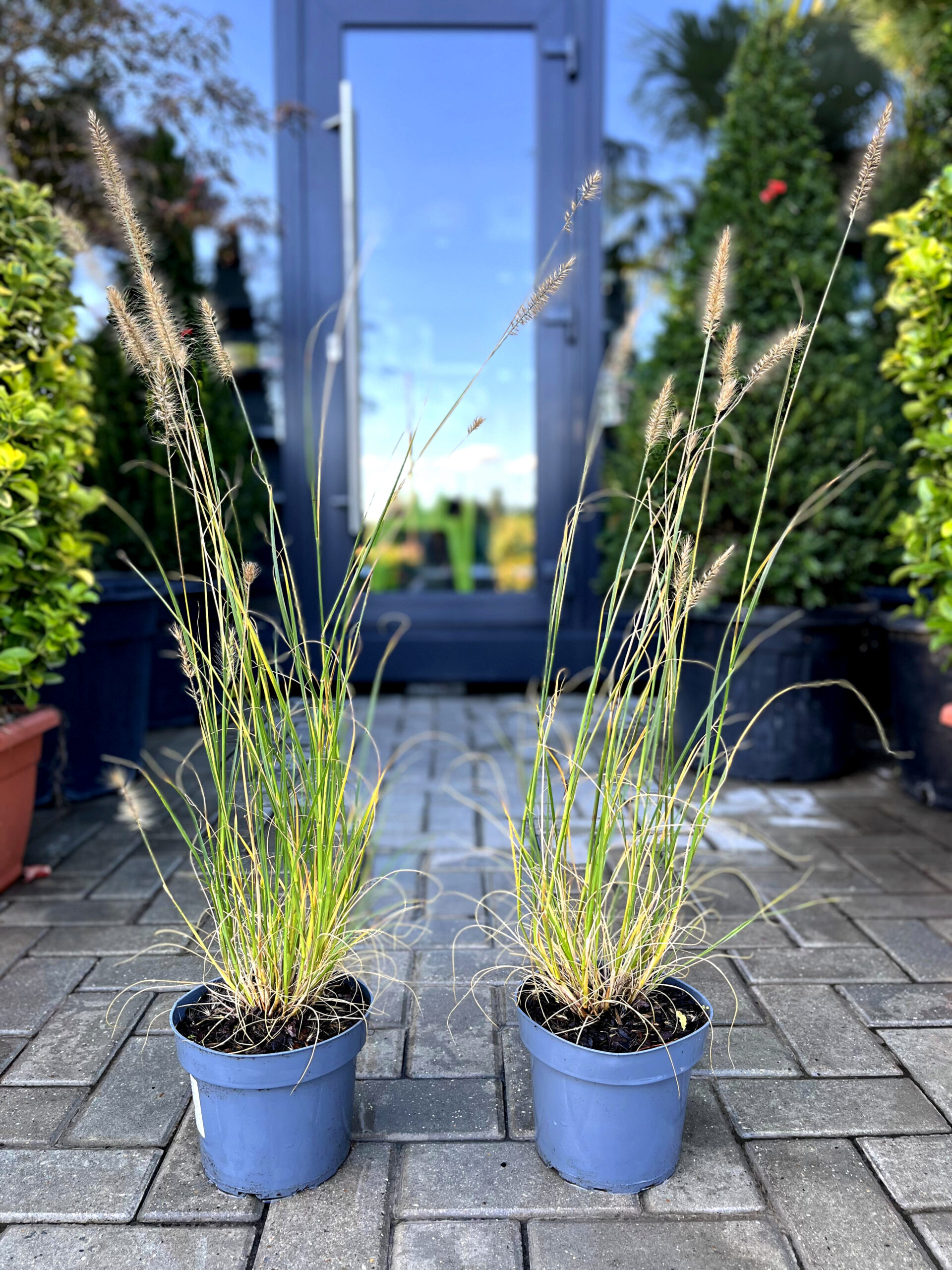 Pennisetum hameln
