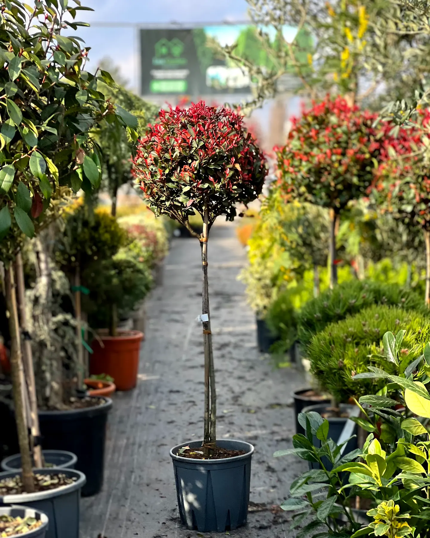 Photinia Fraseri Nana