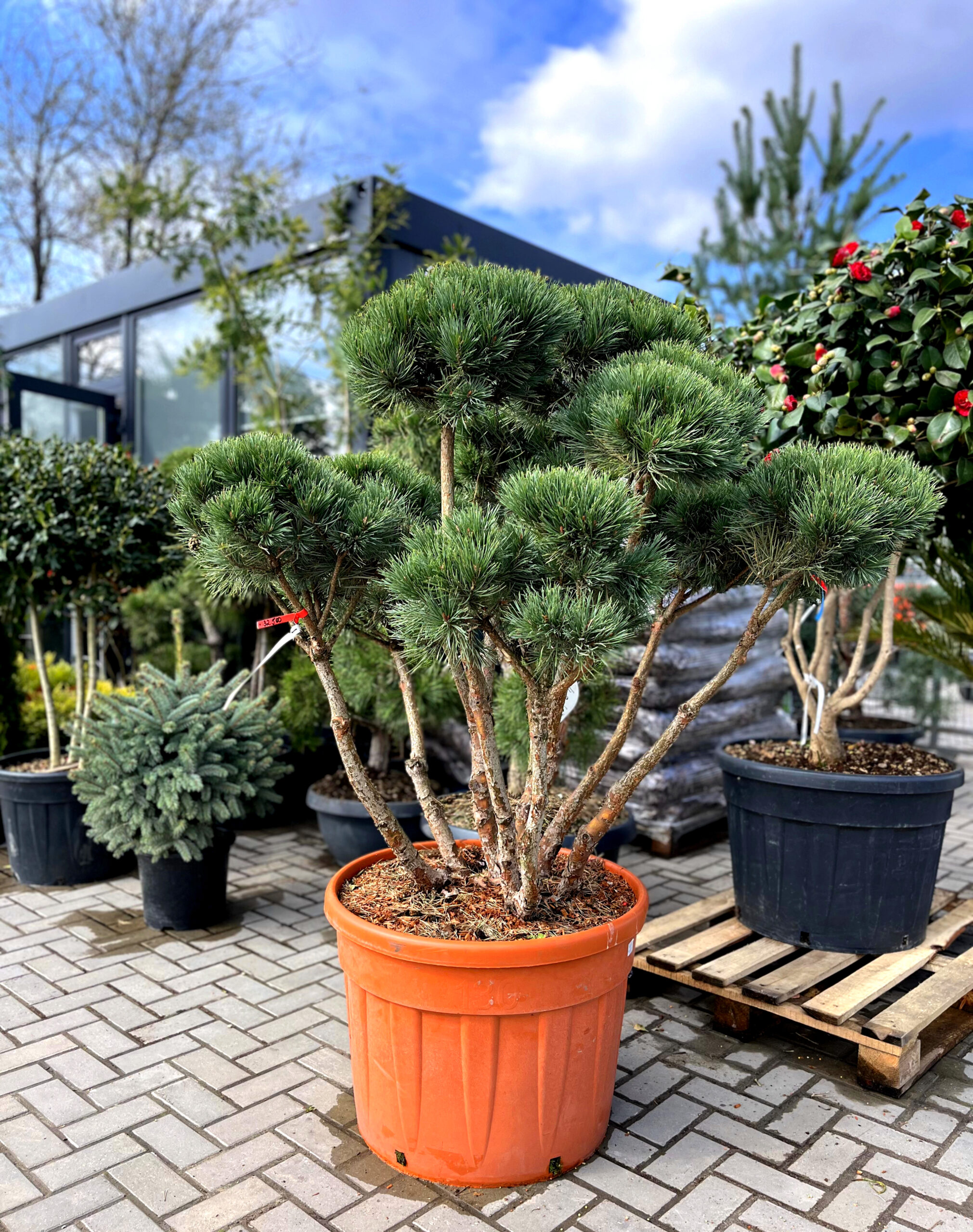 Pin argintiu Bonsai