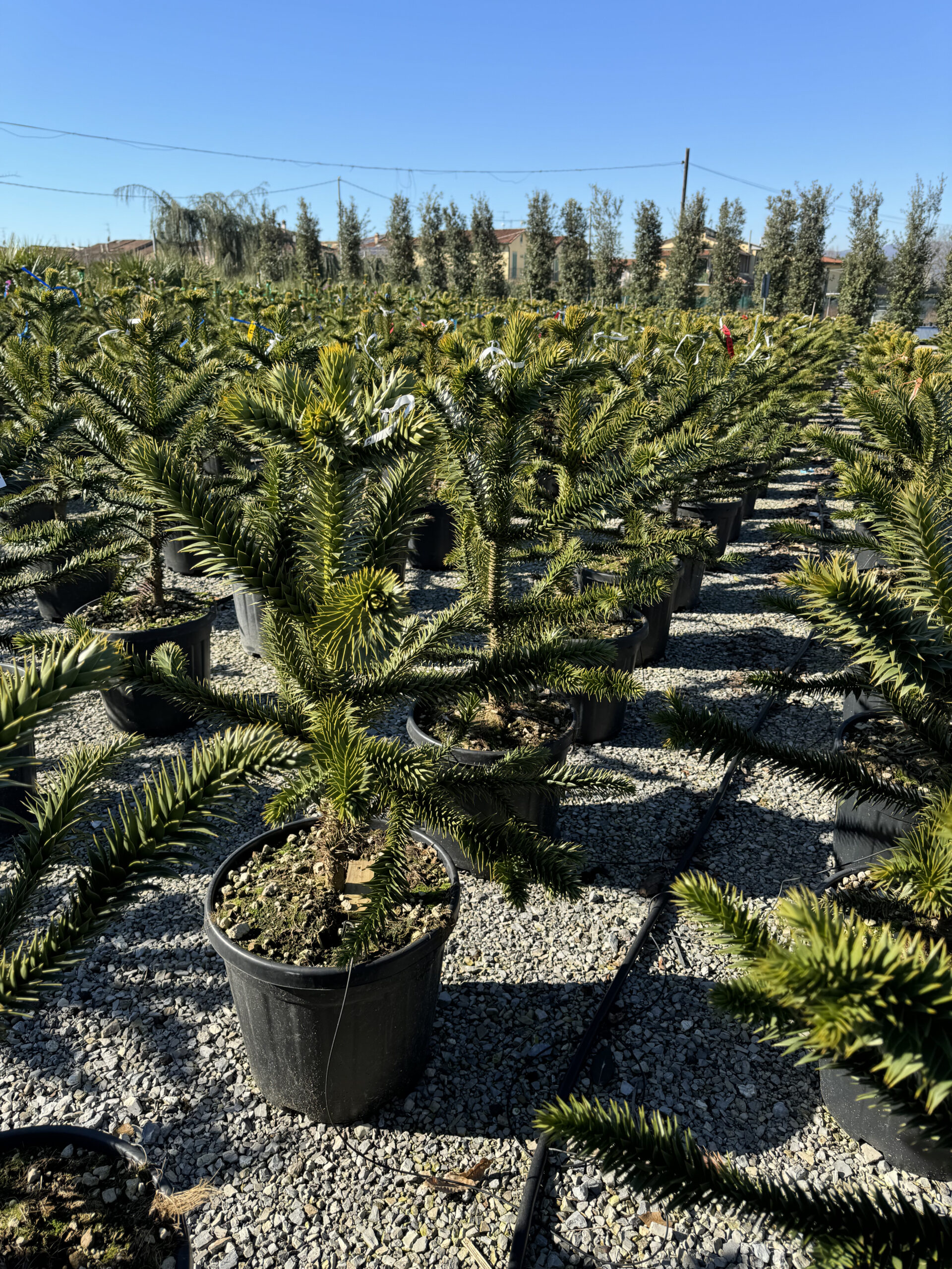 Pin cilian (Araucaria)