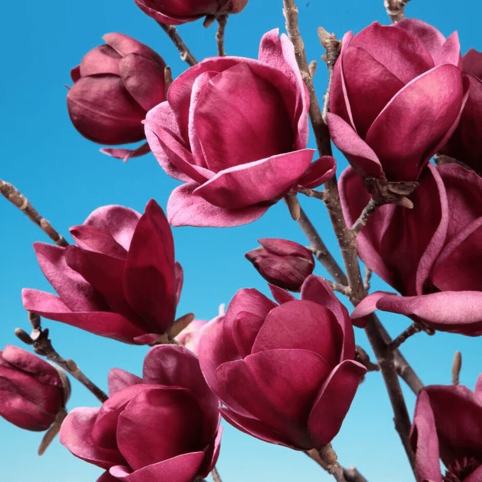 Magnolia Genie