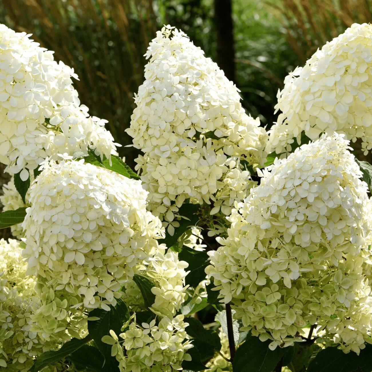 Hortensia Limelight - imagine 4