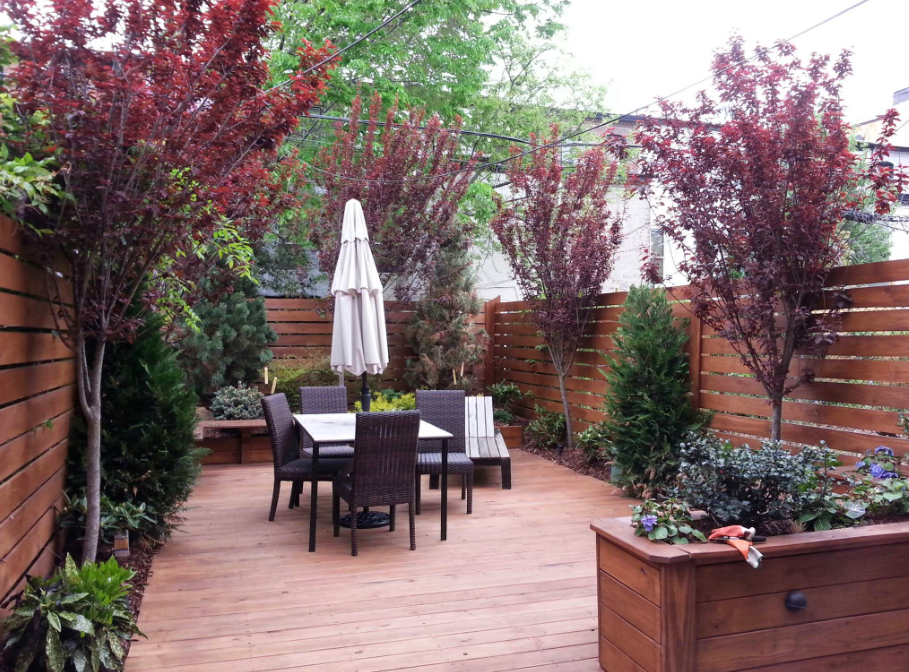 Prunus Pisardii - imagine 3