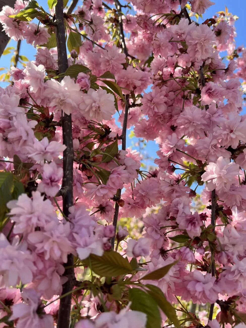 Sakura plângătoare - 170-180cm
