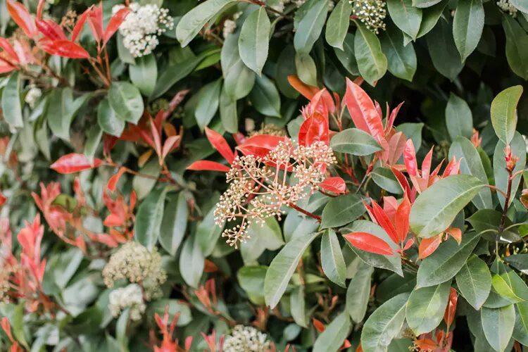Photinia Fraseri Multi-Tronco