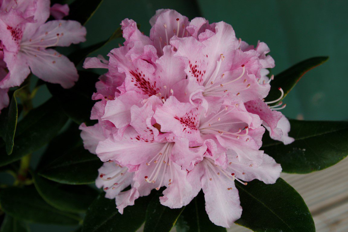 Rododendron Cheer
