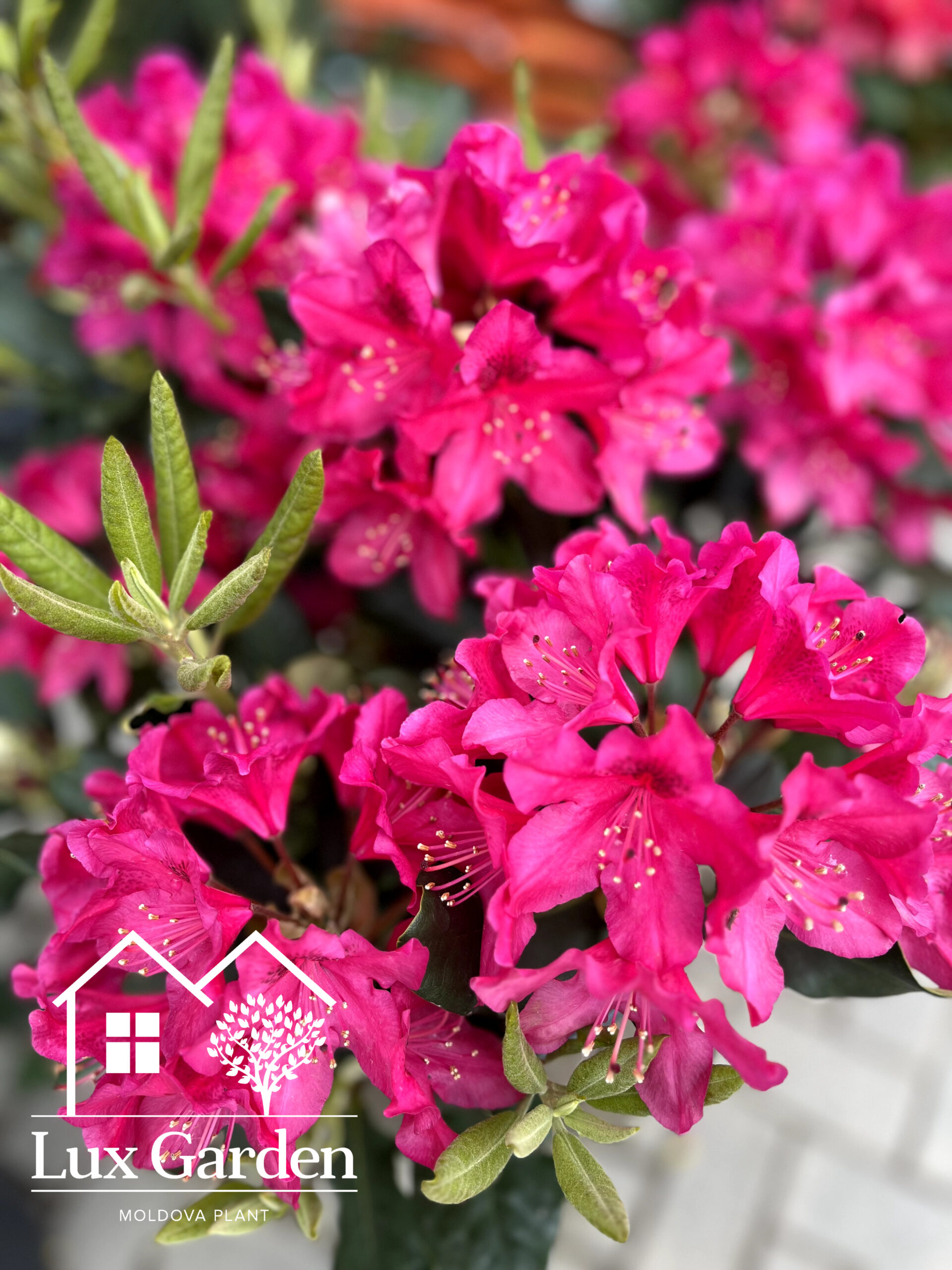 Rododendron Nowa Zembla