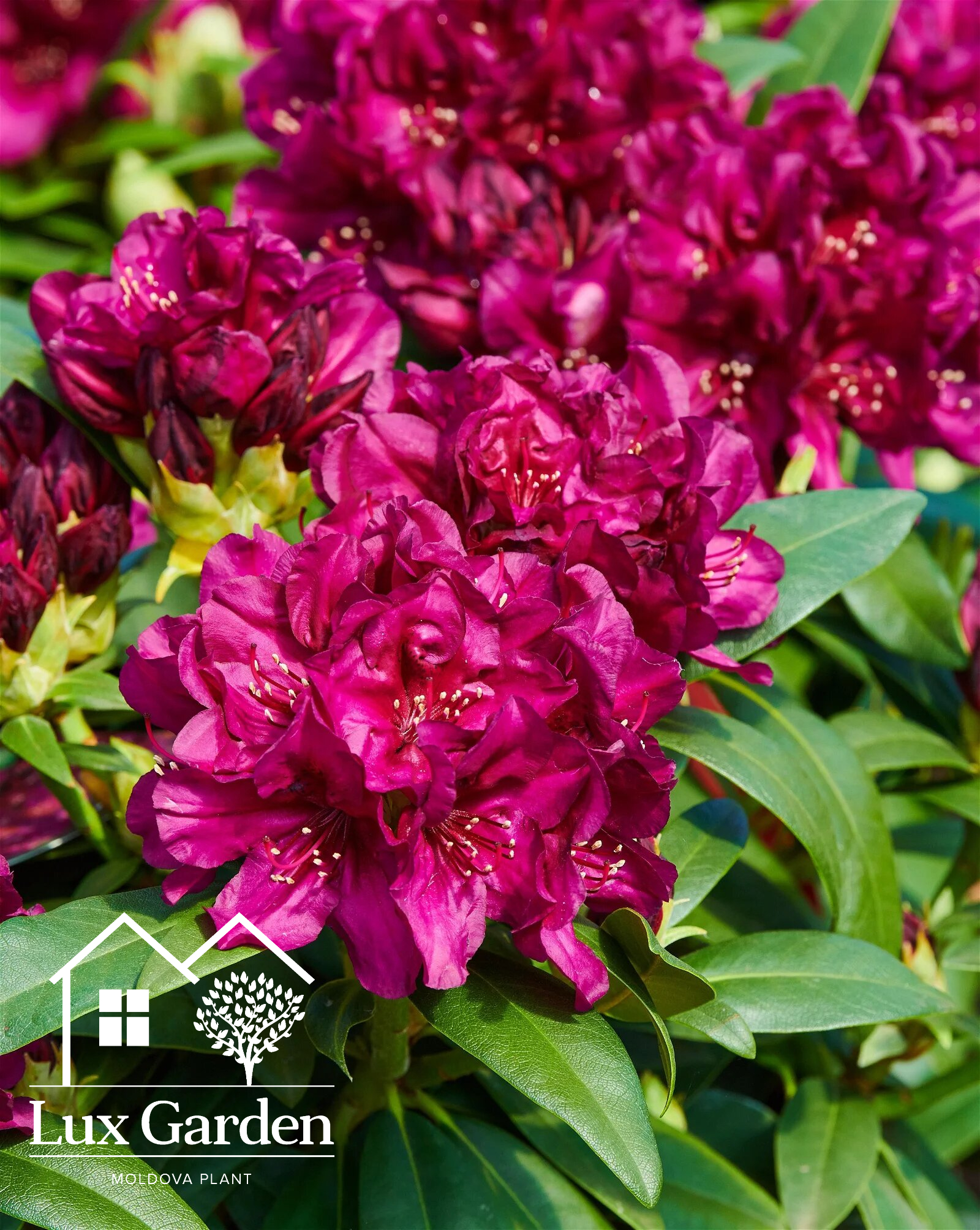 Rododendron Polarnacht
