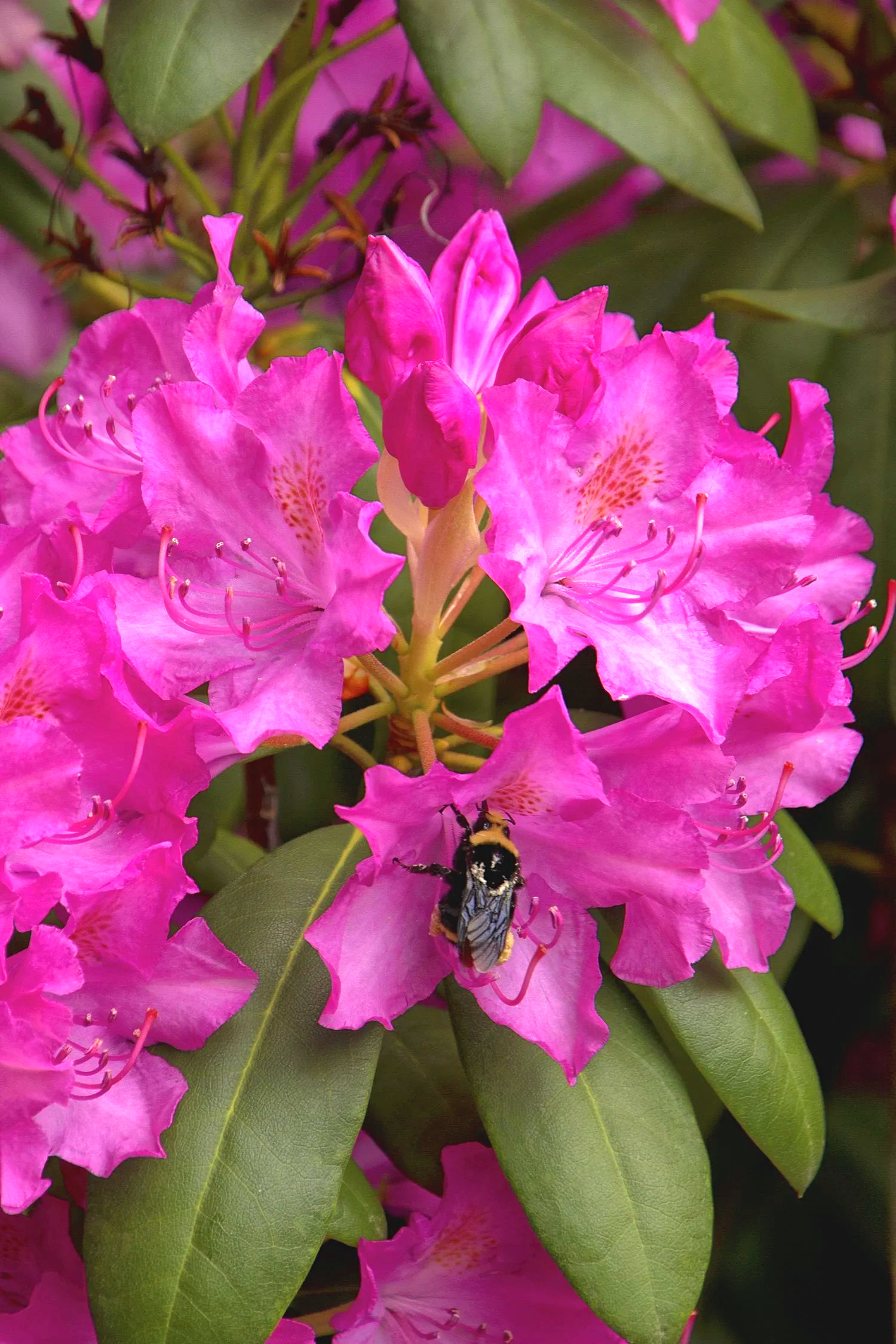 Rododendron roz Roseum Elegans