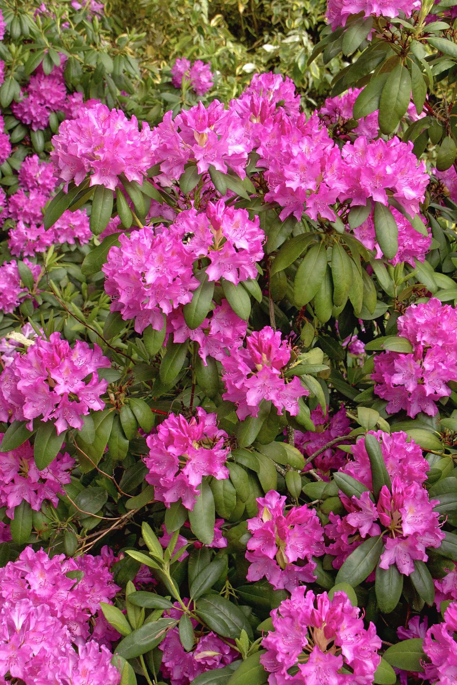 Rododendron roz Roseum Elegans - imagine 2