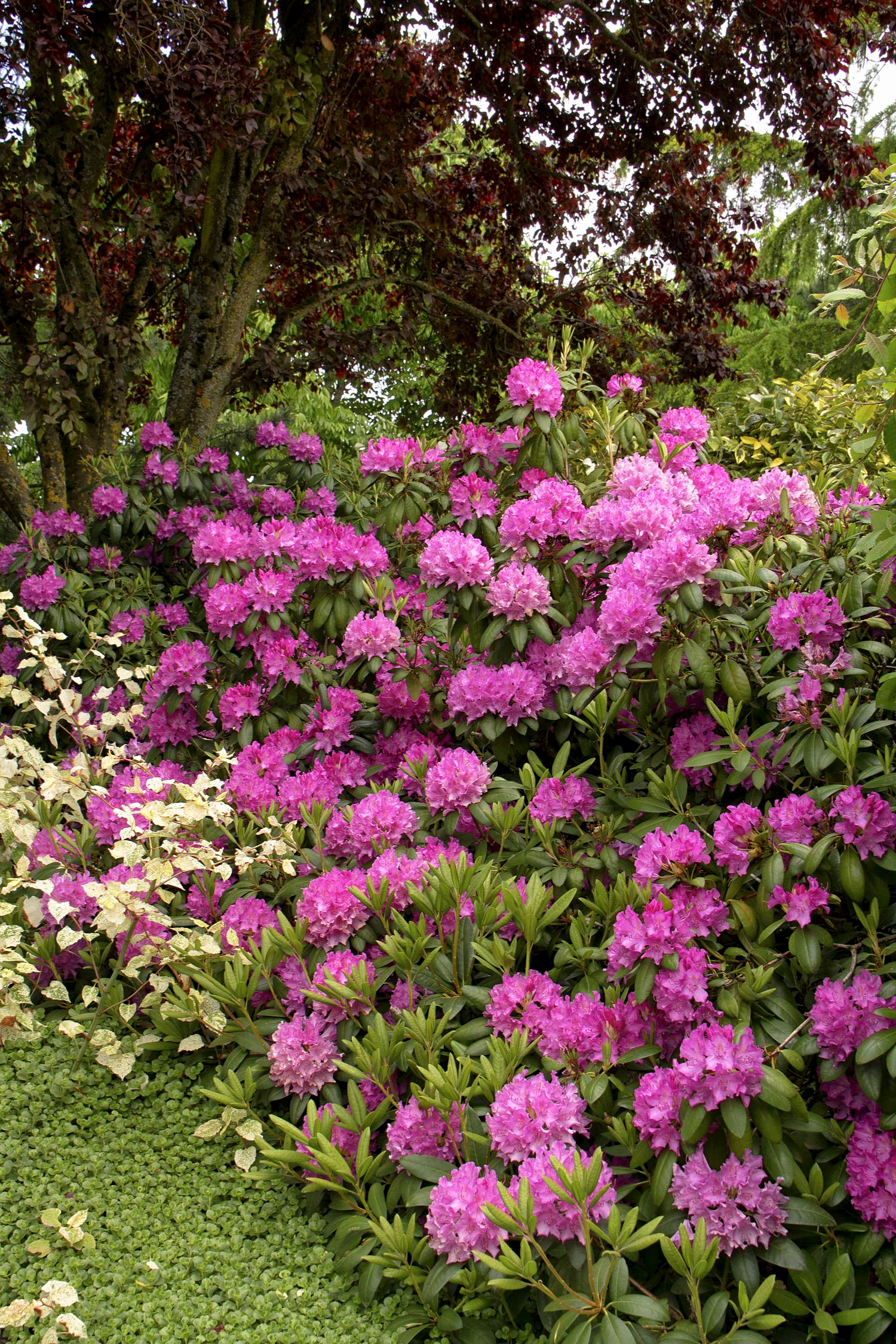 Rododendron roz Roseum Elegans - imagine 3