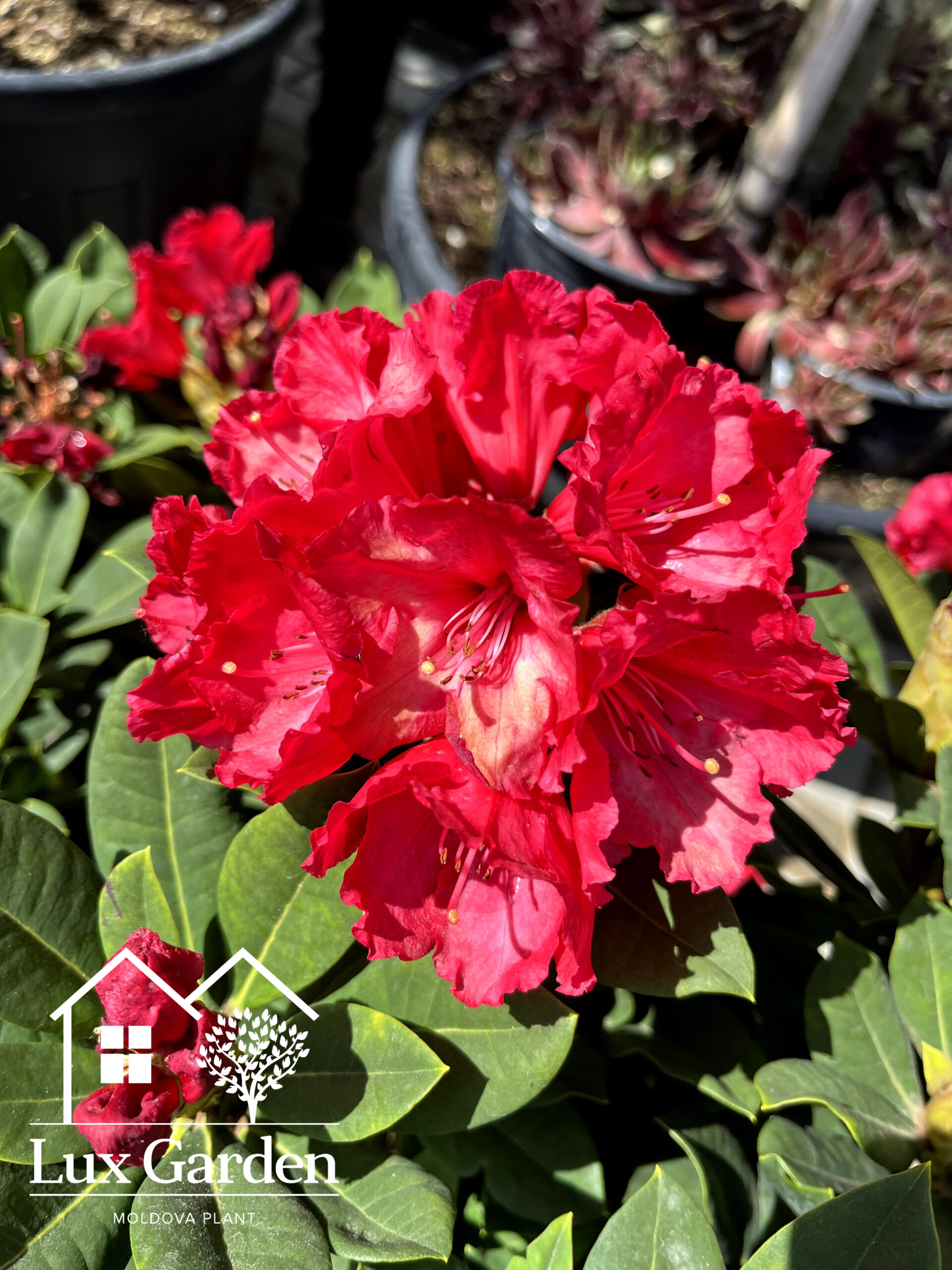 Rododendron roșu Red Jack