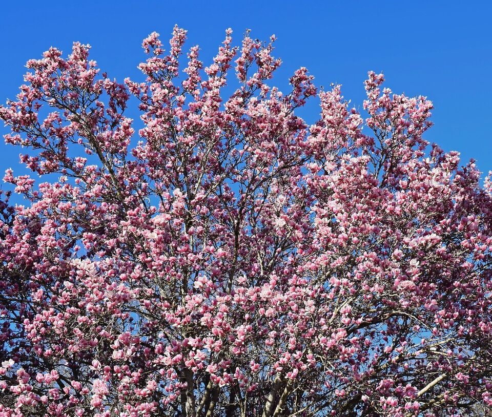 Magnolia Rustica Rubra - imagine 5