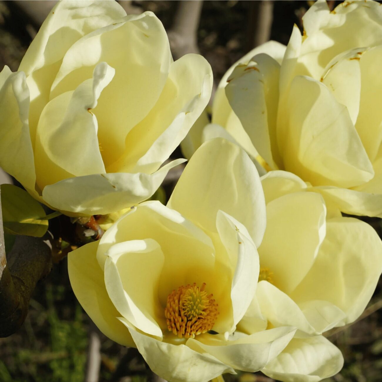 Magnolia Yellow River