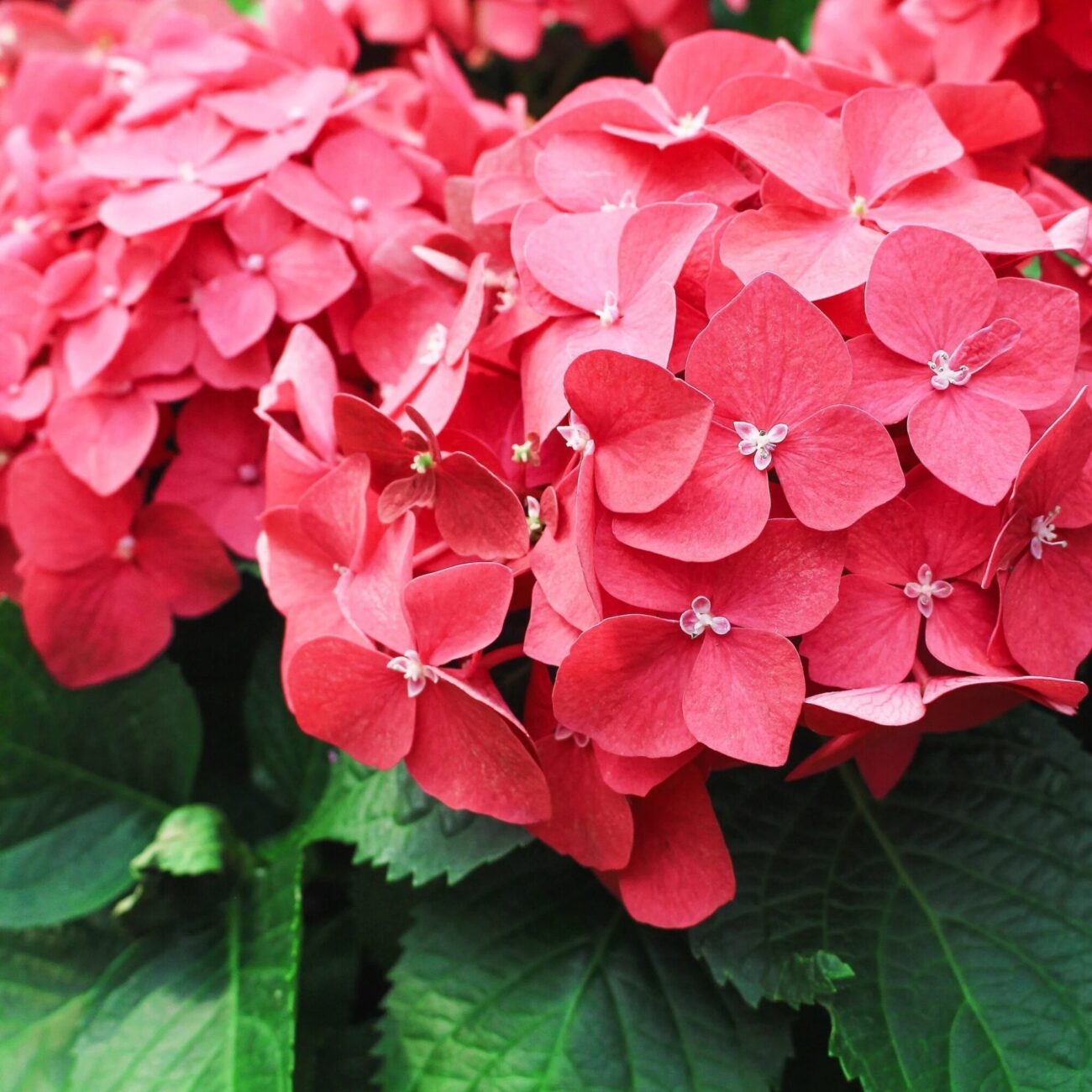 Hortensia Speedy Red