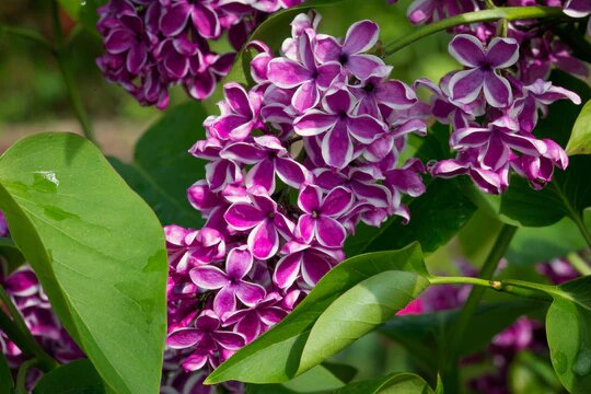 Liliac Sensation - imagine 3