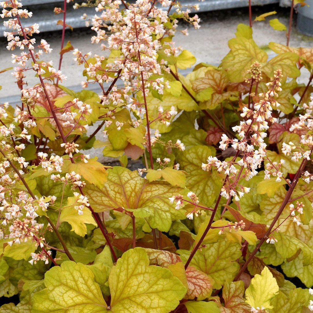 Heucera oranj
