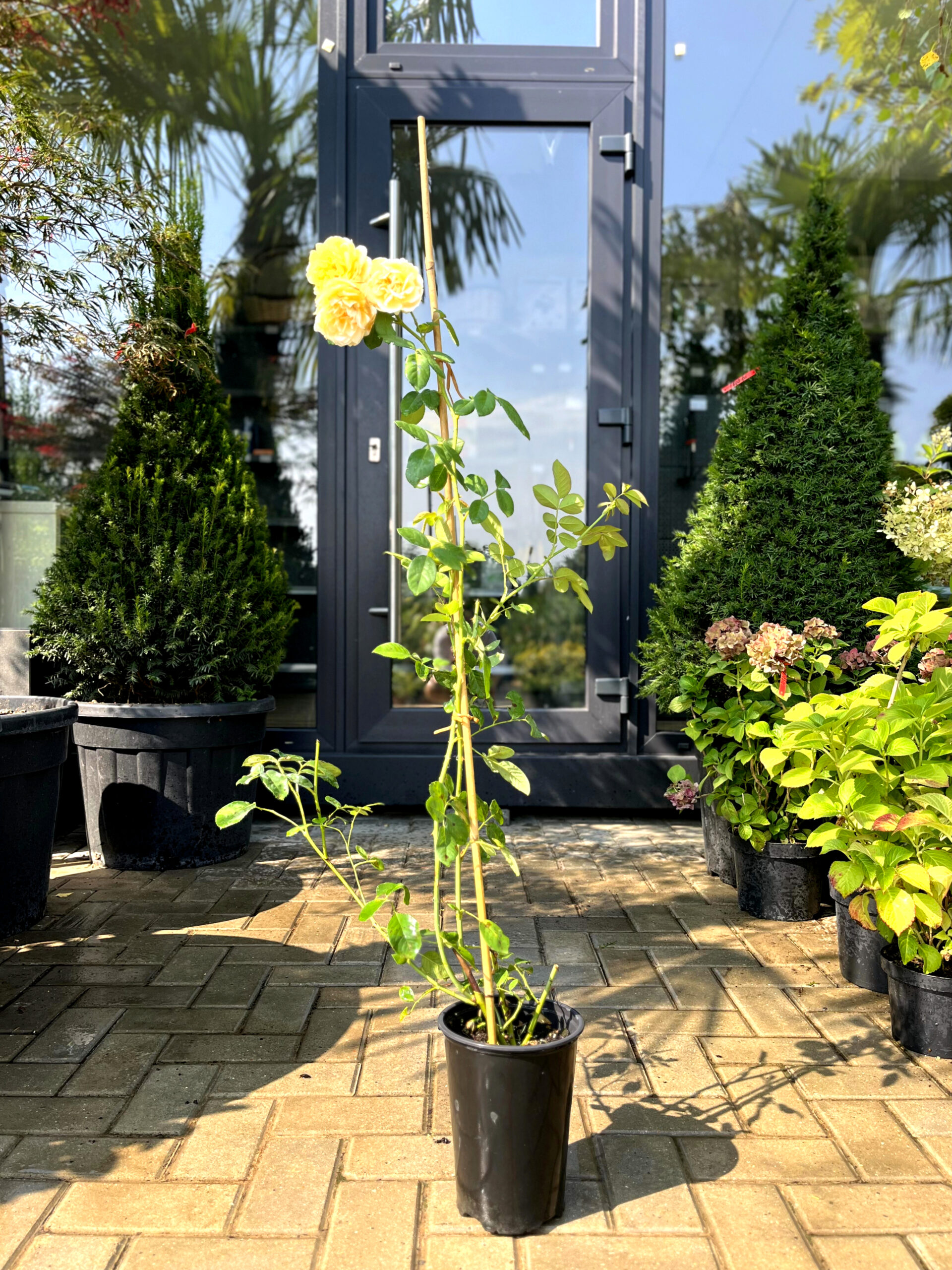 Trandafir galben cățărător - imagine 2