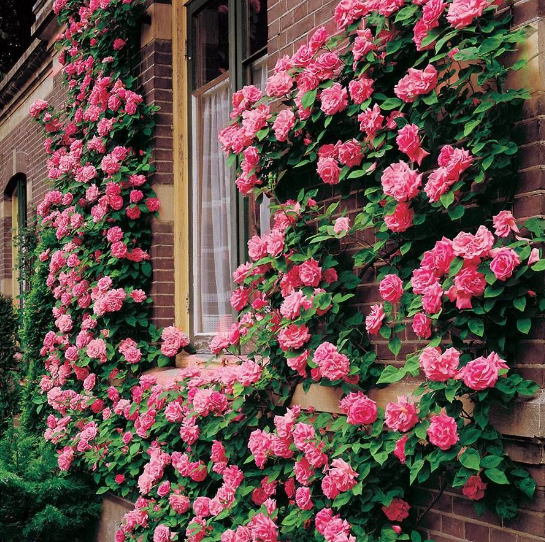 Trandafir roz cățărător