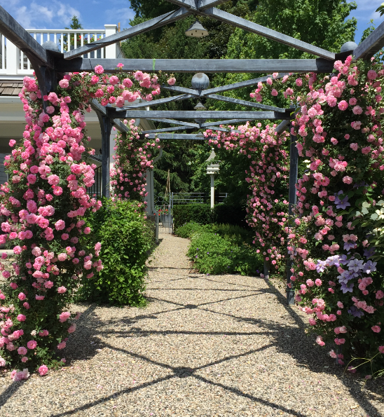 Trandafir roz cățărător - imagine 2