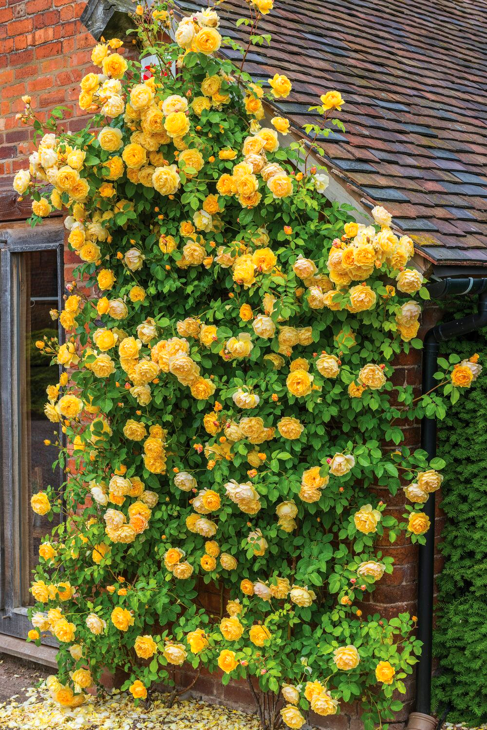 Trandafir galben cățărător