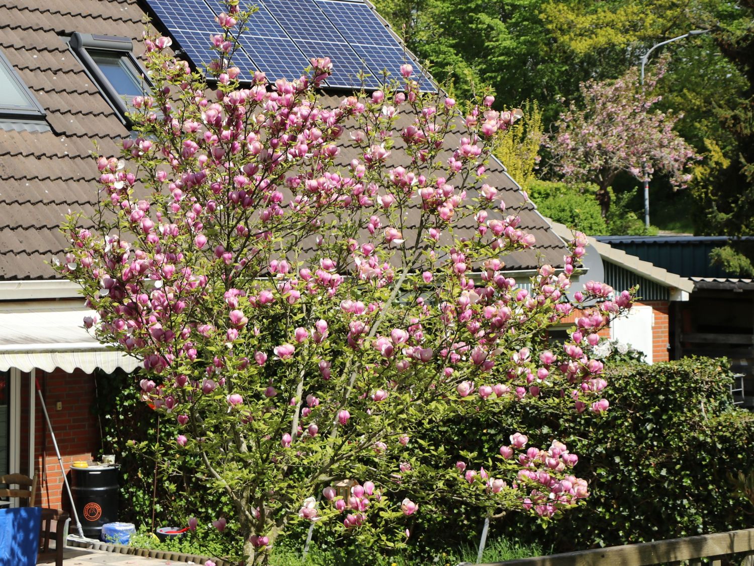 Magnolia Lennei - imagine 5