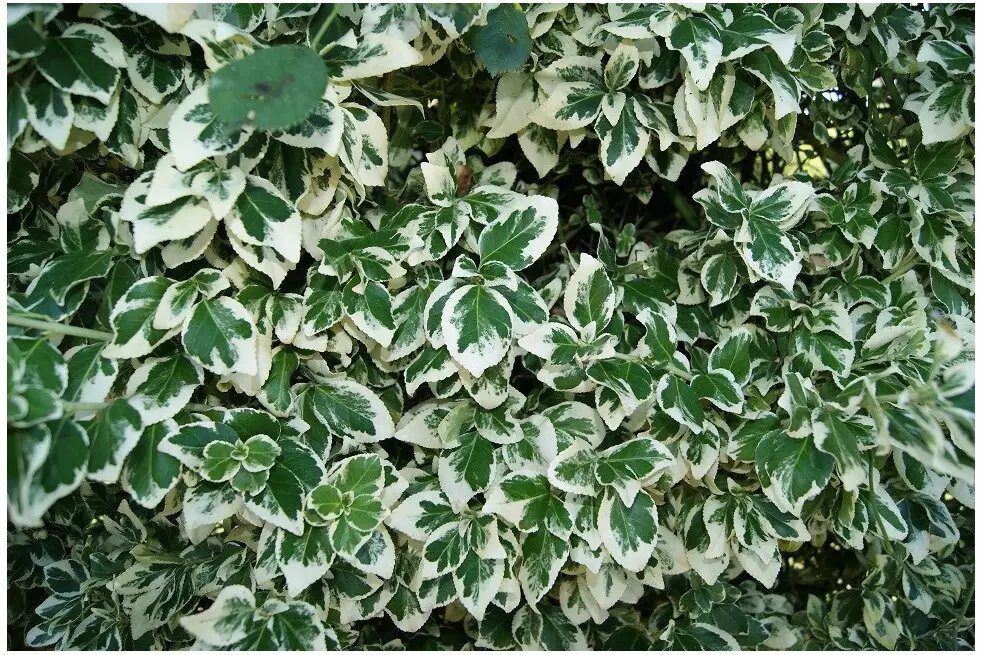Euonymus Emerald Gaiety - imagine 3