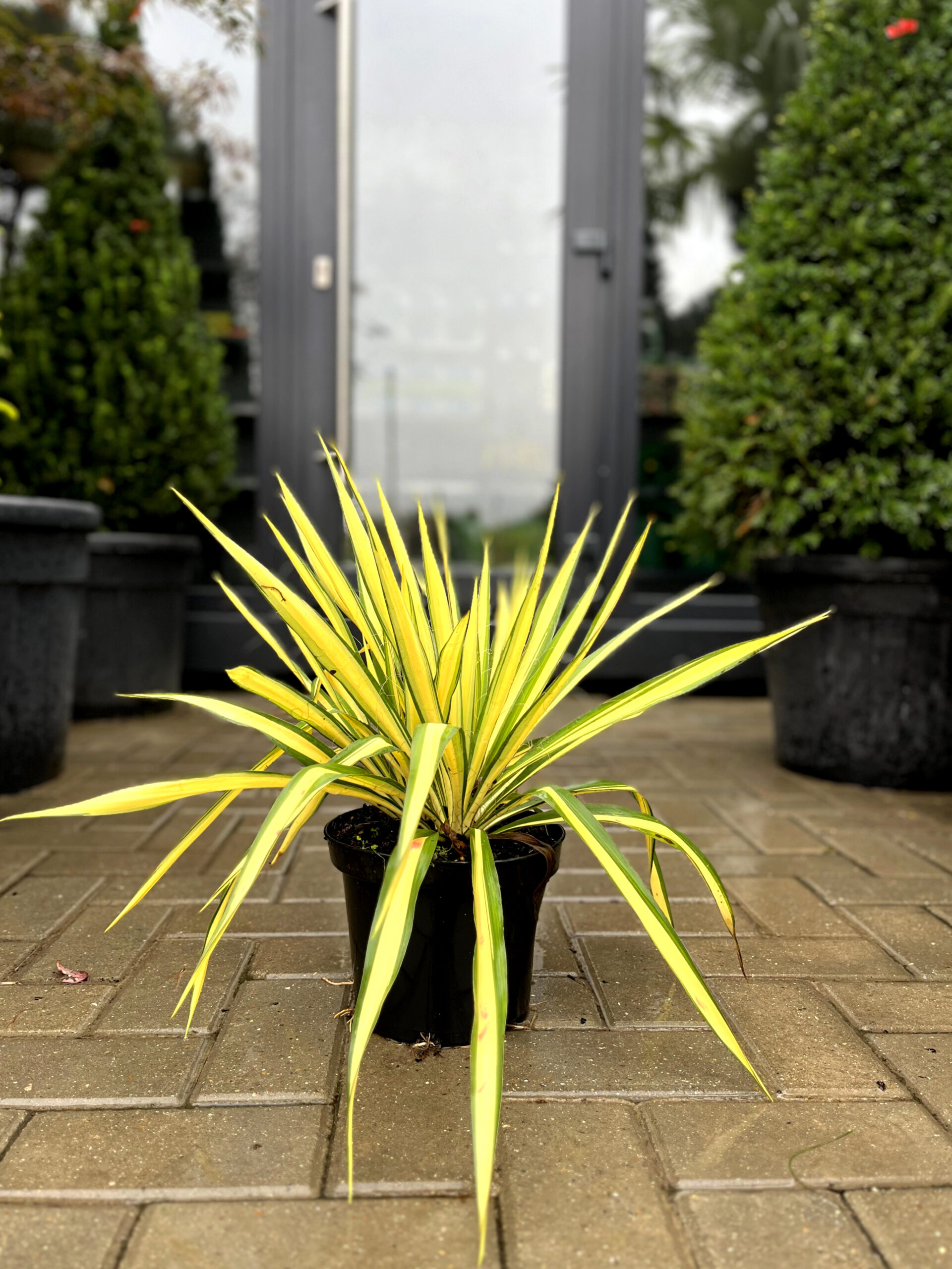 Yucca filamentosa
