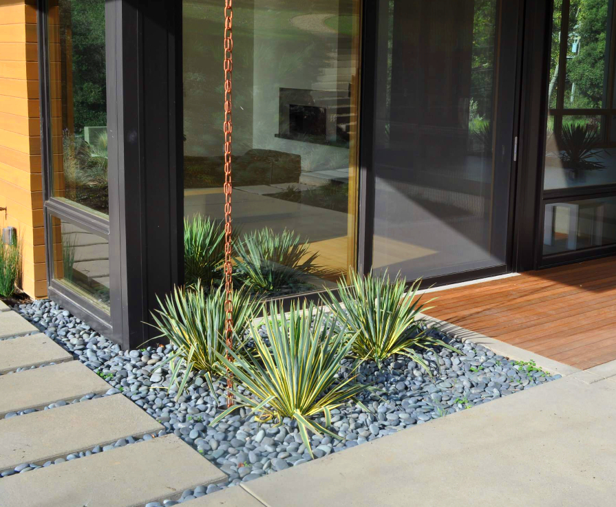 Yucca filamentosa - imagine 4