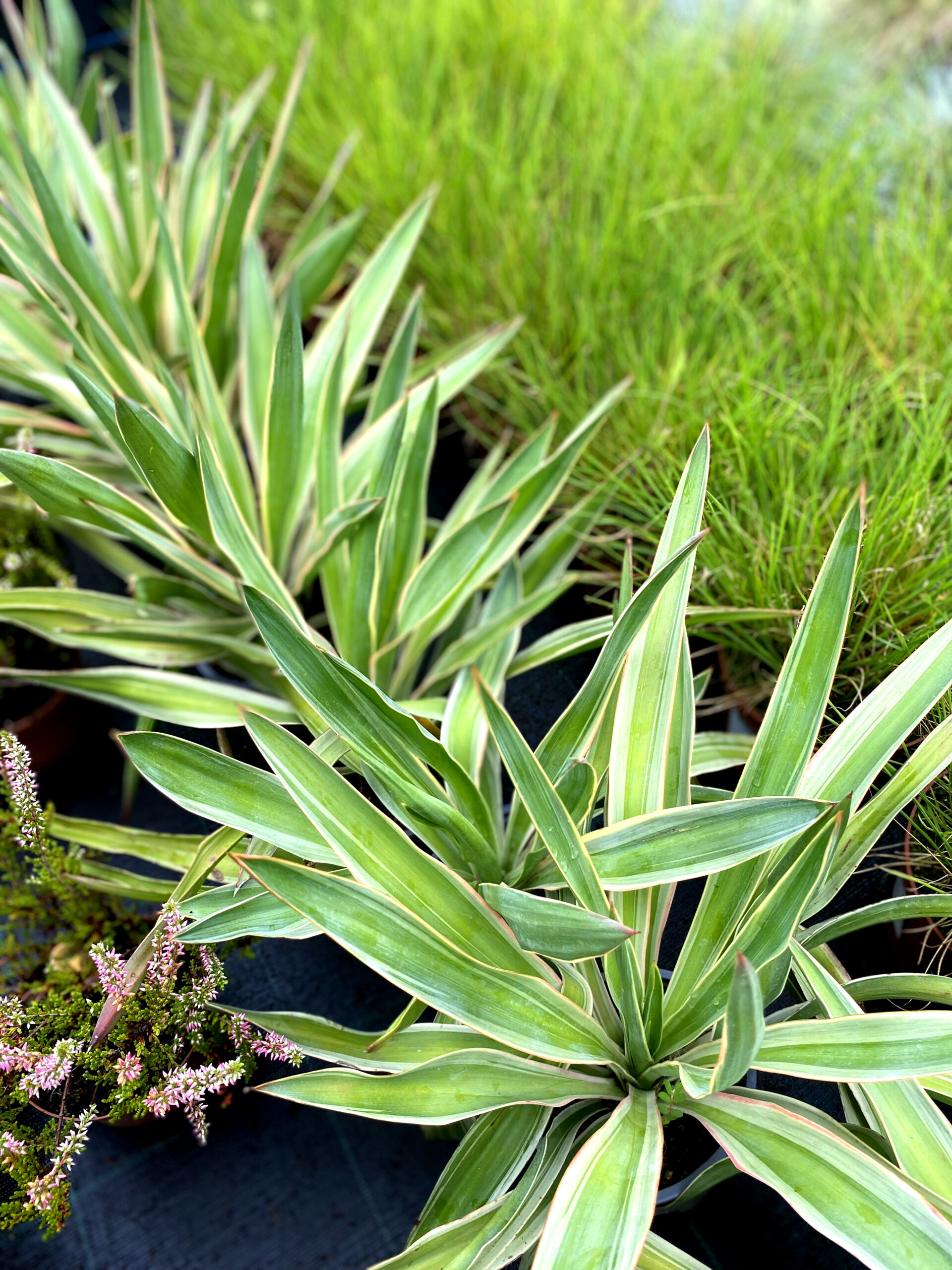 Yucca filamentosa - imagine 3