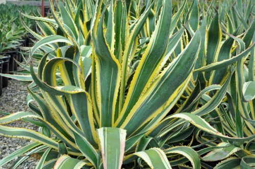Agave americana 12 Agave americana 12