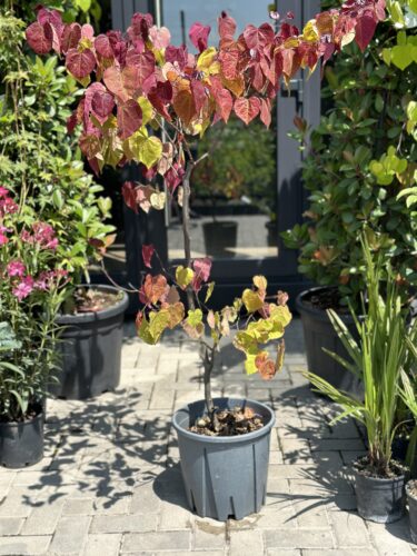 Cercis Eternal Flame Cercis Eternal Flame