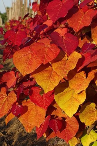 Cercis Eternal Flame 940 Cercis Eternal Flame 940