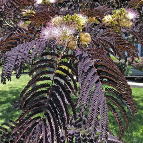 albizia choclate fountain1 WK albizia choclate fountain1 WK