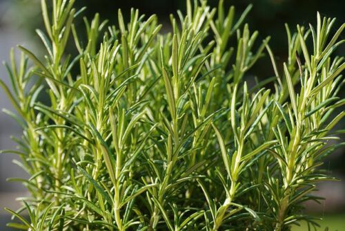 herbs 5117039 640 herbs 5117039 640