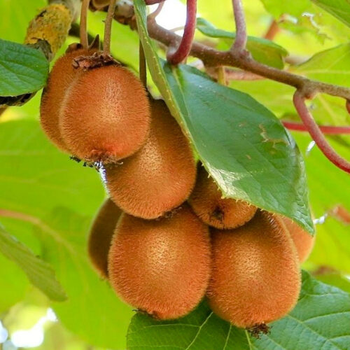kiwi jenny autofertile 2 kiwi jenny autofertile 2
