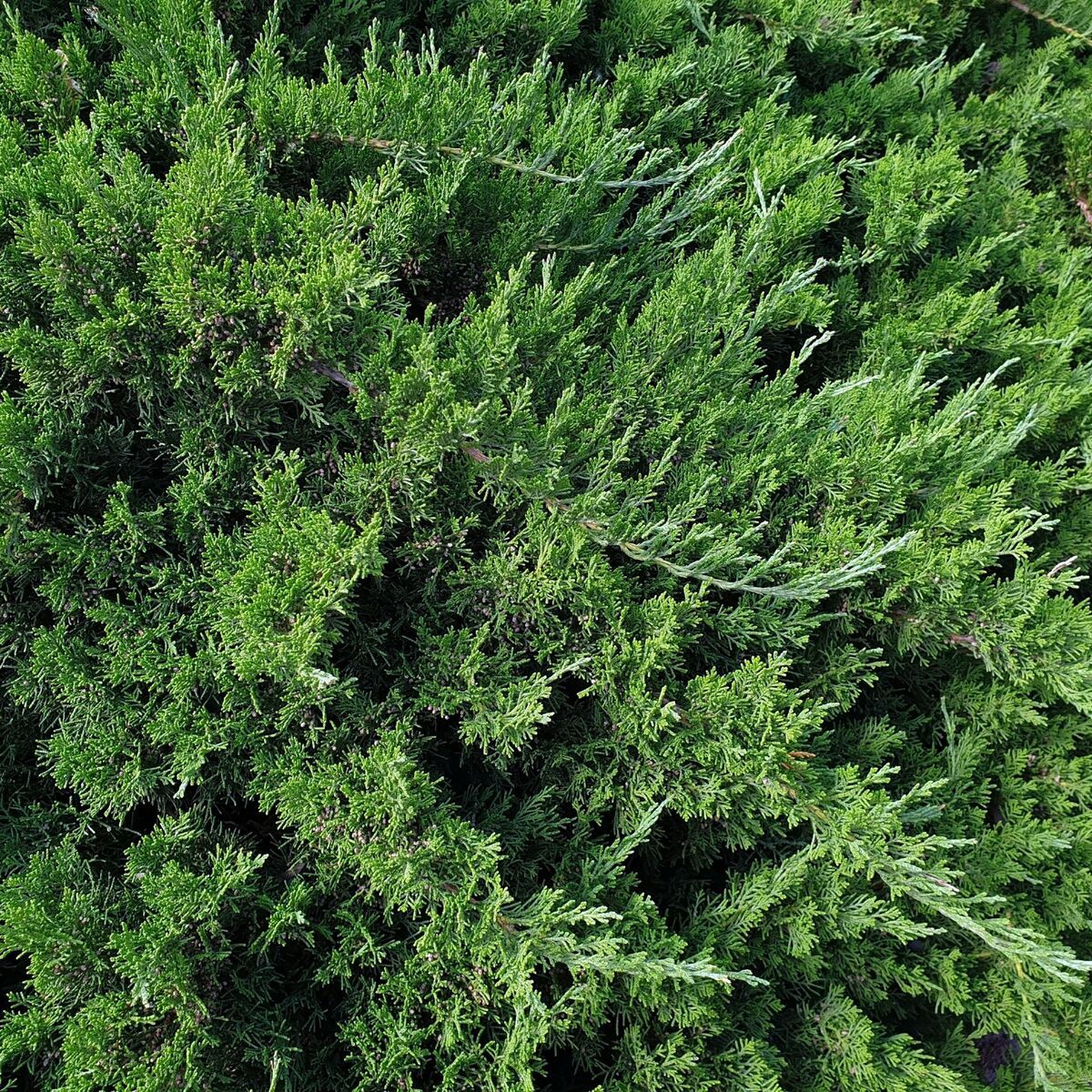 Ienupăr târâtor Prince of Wales