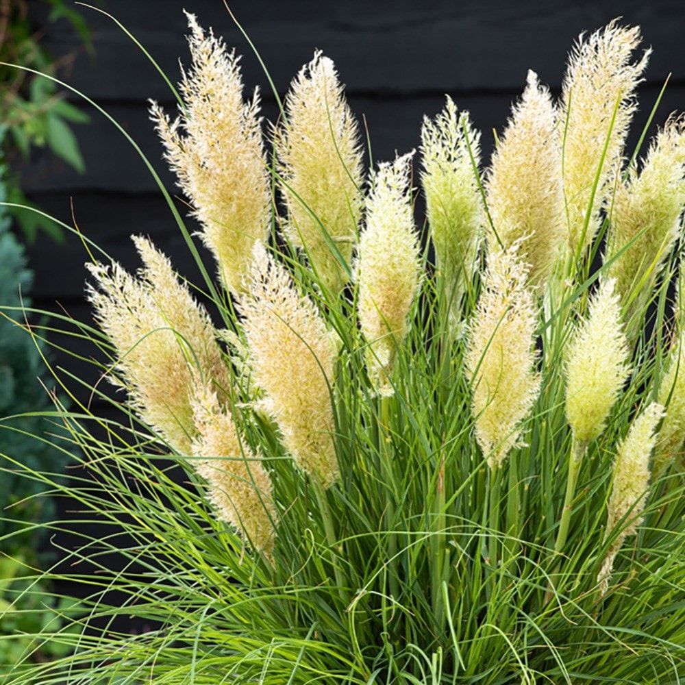 Cortaderia selloana Tiny Pampa