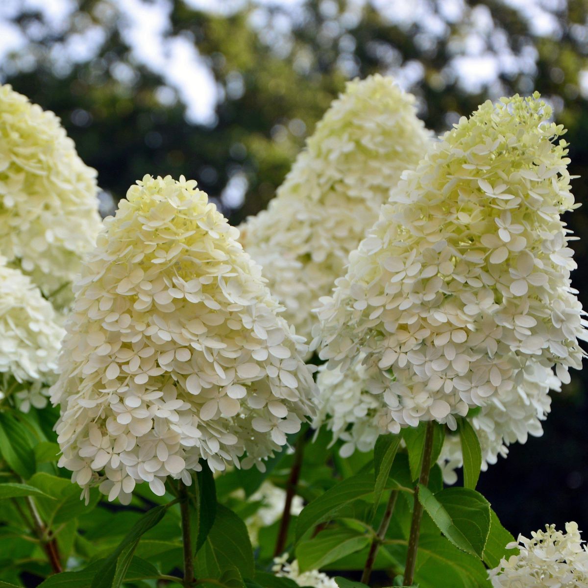 Hortensia Phantom - imagine 4