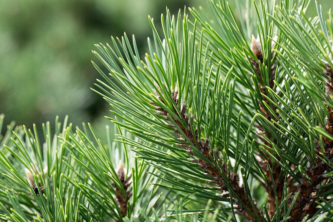 Pin negru - imagine 2