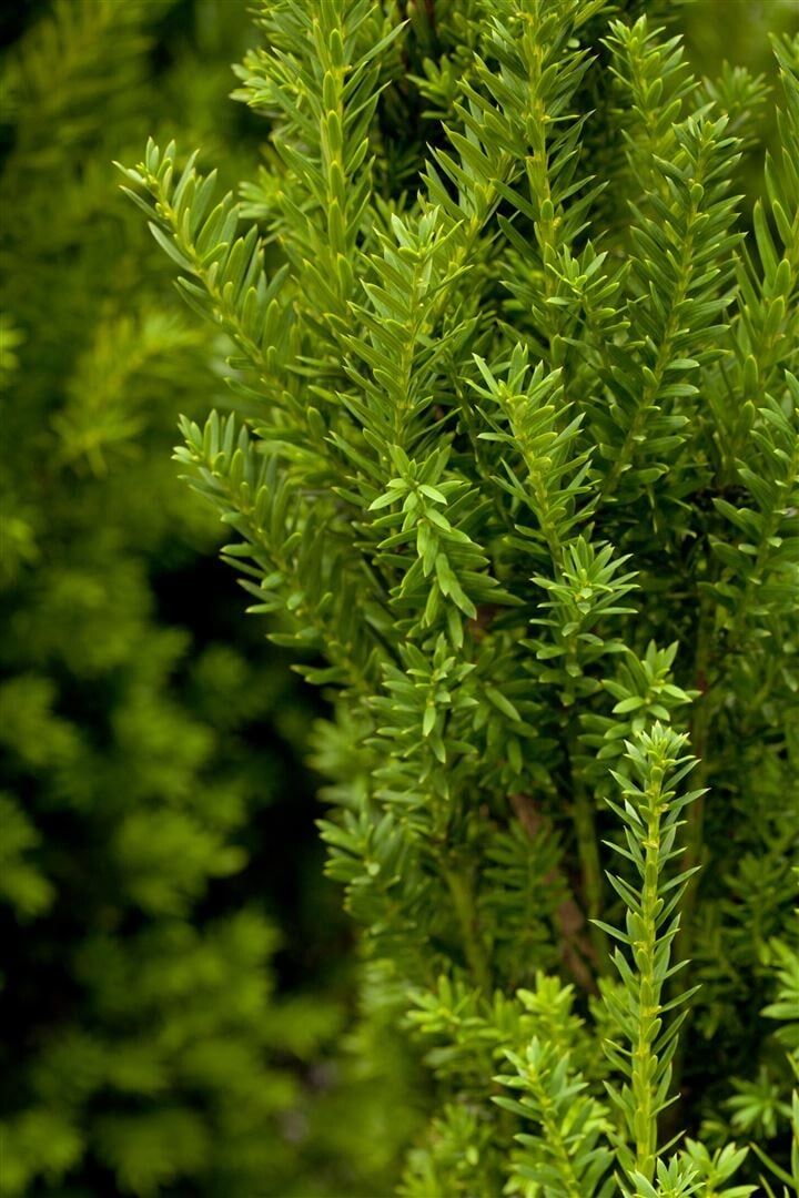 Taxus Media Hilii