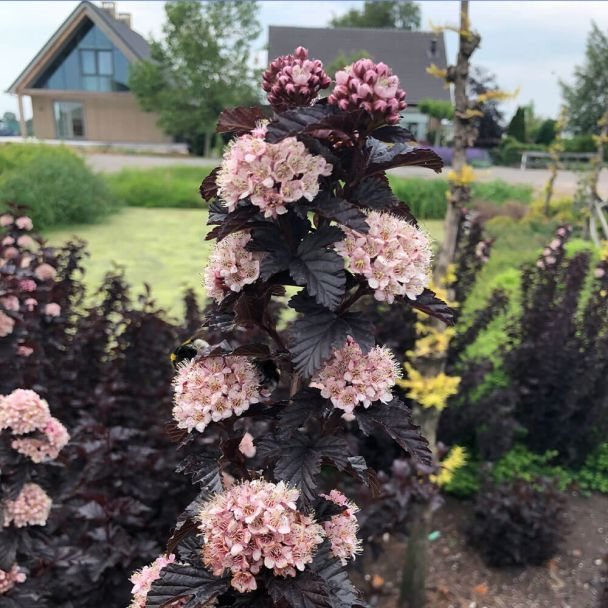 Fizocarp bordo - imagine 3